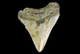 3.26" Fossil Megalodon Tooth - North Carolina - #130047-2